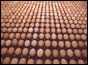 Eggs on production line