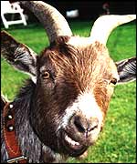 A goat yesterday