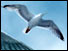 seagull