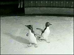 Rocky and his mate