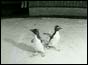 Rocky and his mate