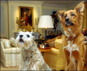 Sir Elton's dog Dennis and Joseph will be staying with their owner