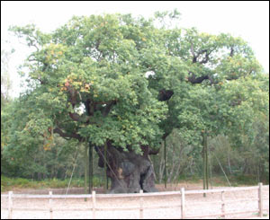 Major Oak