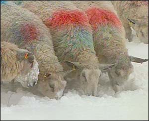 Sheep
