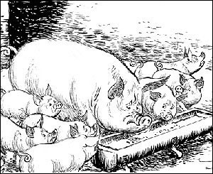 Swine fever (1963)