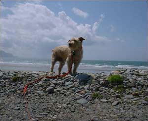 Geoff White from London took this picture of his dog Max on holiday at Dinas Dinlle, Gwynedd, north Wales