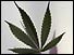 cannabis leaf