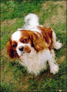 King Charles Spaniel called Rex