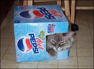 Anna Hankins' cat