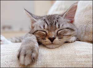 Paul Carter's cat