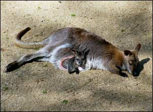 Wallaby