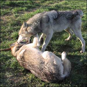 Wolves