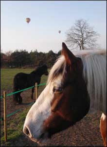 Ponies