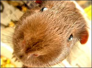 Guinea pig