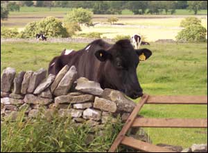Cow