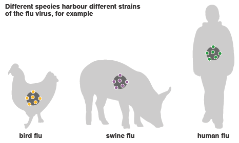 Flu viruses in different species