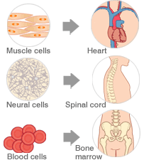 Uses for stem cells