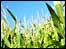 biofuel