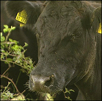 Angus cow