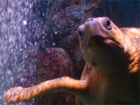 James, a rescued turtle, pictured by Jan Loveridge