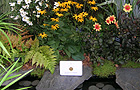 Judging (Image: RHS Gold medal)