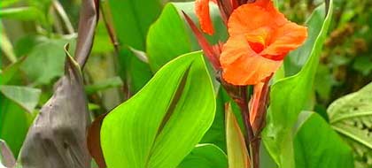 Canna cleopatra
