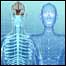 O corpo humano