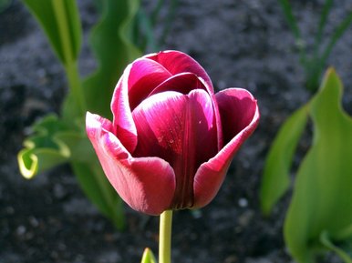 Tulip