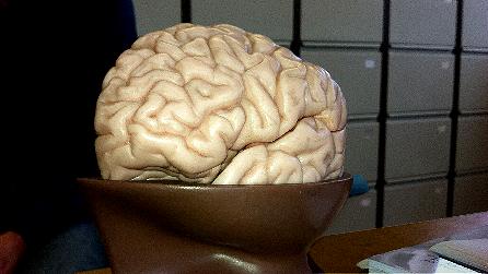 Model of the human brain