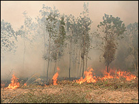 دلدلی علاقے 