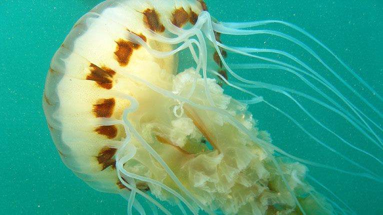 A compass jellyfish by Rob Gibbs