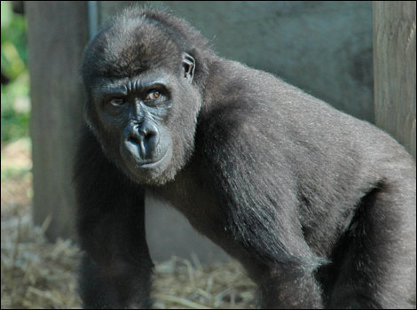Kera - pic by Peter Budd/Bristol Zoo Gardens