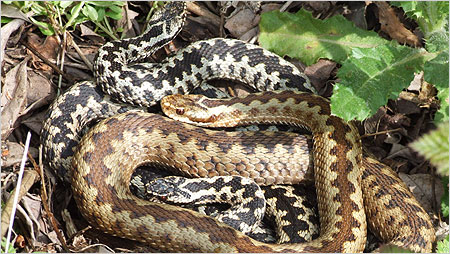 Two male Adders courting a female c/o Will Atkins, LEHART