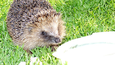 Hedgehog by Jo Edwards