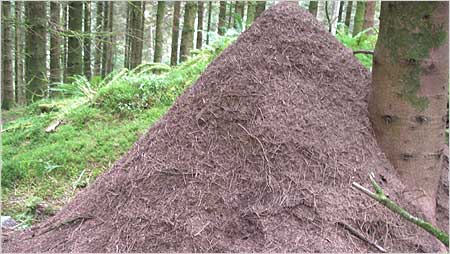 Wood Ant nest
