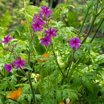 Geranium palmatum