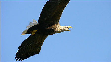Sea Eagle c/o Iain Erskine