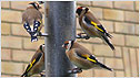 Goldfinches