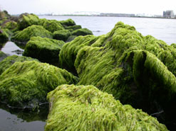 Seaweed? Look again ...