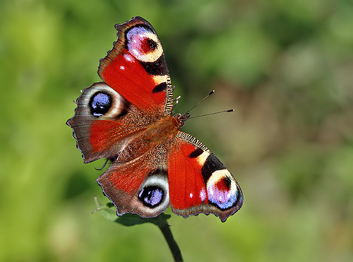 peacock butterfly by matt berry