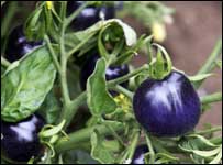 Tomates azuis
