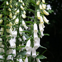 Digitalis 'Alba'
