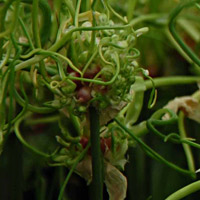 Allium-'Dready' from Warmenhoven