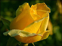 Time to buy your roses