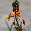 bulbine frutescens