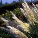 Cortaderia Selloana 'Sunningdale Silver', Pampas grass