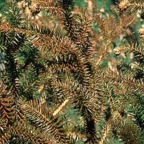 Cunninghamia