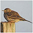Meadow Pipit c/o Natural England and P.N. Watts