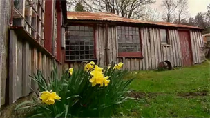 Ramshackle, low, L-shaped building with rusted metal roof, with lawn and daffodils in the foreground.