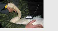 Bewick's swan with satellite tag on its back